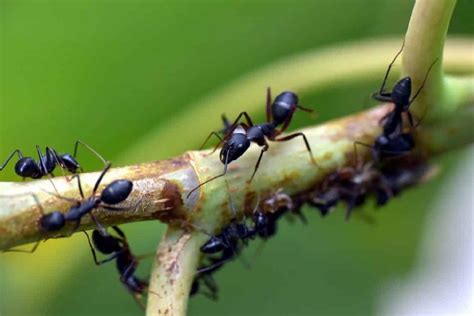 歐洲蜈蚣|Escolopendra：特徵、棲息地、攝食與繁殖